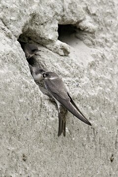 Sand martin (Riparia riparia), feeding its chicks, Reussegg nature reserve, Canton Aargau, Switzerland