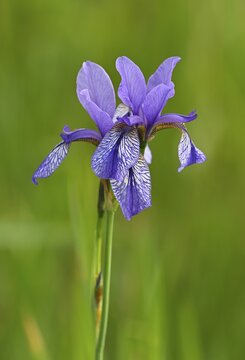 Siberian iris (Iris sibirica), flower, Canton Zug, Switzerland