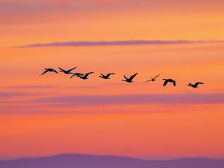 Obraz premium Geese Flying at Sunset
