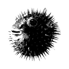 white puffer fish vector graphic illustration © Irhasalfahad