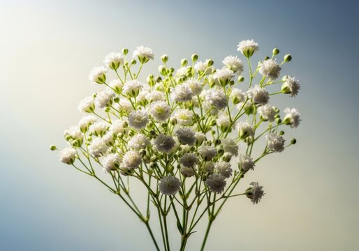 Delicate cluster of tiny white florets blooming under soft natural light, highlighting intricate botanical beauty and fragile springtime renewal, small scale, spring, plant