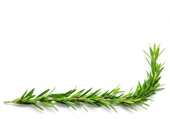 Fototapeta premium Elegant green foliage flourish decoration on a clean, bright, white background. Organic nature pattern design element for borders, leaf, background, elegant