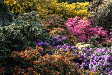 Obraz premium Rhododendrons and azaleas creating a vibrant floral display in a botanical garden