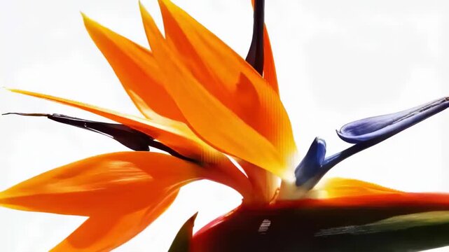 Shifting studio light casting highlights on Bird of Paradise flower in closeup, showing color