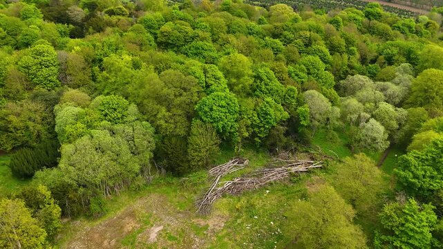 Aerial View of Lush Forest Canopy and Rolling Hills at Sidlaw Hills near Dundee Scotland