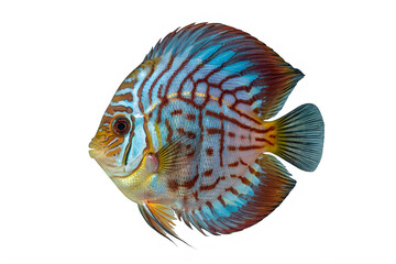 Obraz premium Colorful blue and brown striped discus fish swimming isolated on white background transparent background