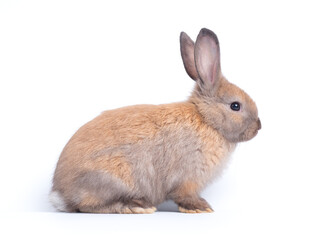 Obraz premium Adorable light brown baby rabbit sitting isolated on a plain white background. Cute fluffy bunny looking to the side. Perfect studio portrait for Easter, spring, or pet concepts.