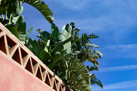 Banana Leaves Against Blue Sky pink orange terracotta wall bright colours background image photo png photograph editorial abstract texture mediterranean plant leaf clouds high res resolution green sun