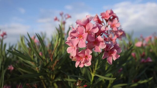 Beautiful Nerium oleander blossoms gently moving in the morning breeze. Shot with soft focus against a clear pastel blue sky during the golden hour. This cinematic footage evokes a sense of Mediterran
