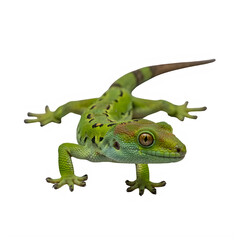 Fototapeta premium Green lizard with brown spots and long tail isolated on white transparent background