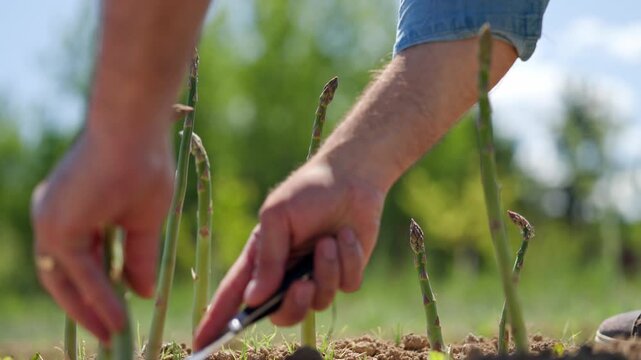 Skilled hands reach into the frame grasping fresh green asparagus shoots and cutting the stalks near the soil with a knife gathering the crop into a bunch and lifting the harvest away