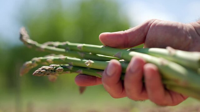 Holding fresh green asparagus shoots tightly displaying the bunch by gently turning the stems in the hand against a bright sunny outdoor garden background