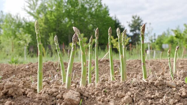 Panning shot of healthy green asparagus officinalis shoots growing and standing upright from the soil outside in an ecological garden plantation