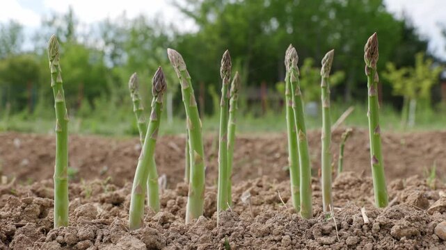 Organic green asparagus shoots growing and swaying in the dirt at an outdoor garden