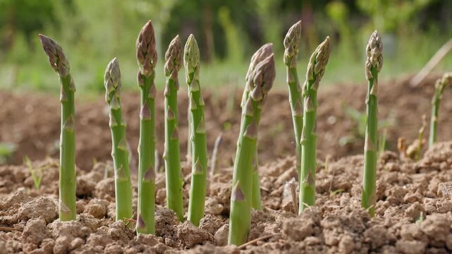 Panning across organic healthy asparagus shoots growing upright out of the dirt in an ecological garden plantation outdoors