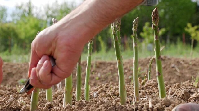 Harvesting fresh edible asparagus shoots by reaching down and holding a knife to cut the green stalks near the soil then gathering and collecting the healthy crops into a bundle outdoors