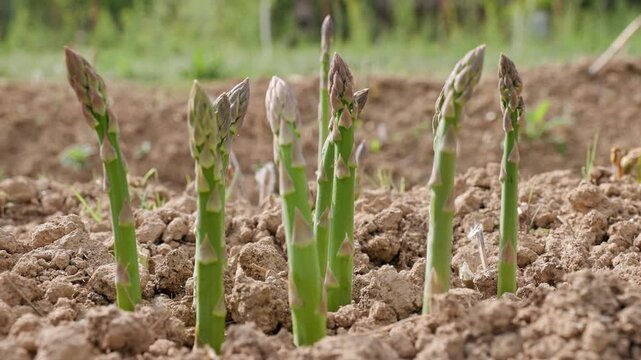 Fresh green edible asparagus shoots are standing upright from the soil while the camera is panning around the plants in an ecological garden outdoors