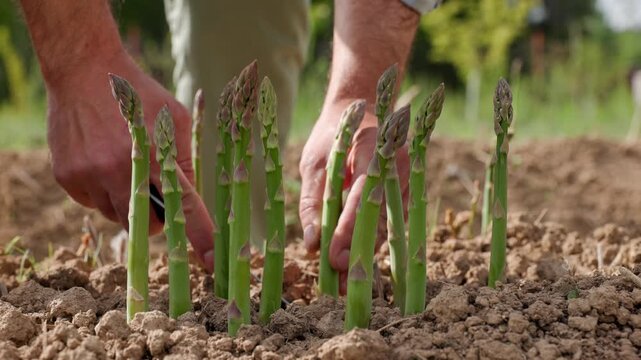 Gardener appears and starts cutting fresh green edible asparagus shoots with a knife then gathering the cropping stems together before holding the bundle up in an ecological garden outdoors