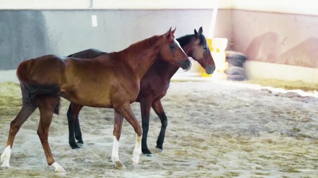 Slow motion video capturing a horse gait inside a stable, highlighting the elegance and precision of equine movement. The footage focuses on the horse&rsquo;s natural walking rhythm, muscular motion, 