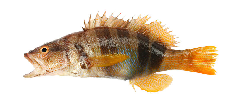 Serranus Scriba, fish Painted Comber isolated on white background, clipping
