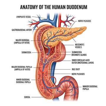 Anatomy of the human duodenum intestine.