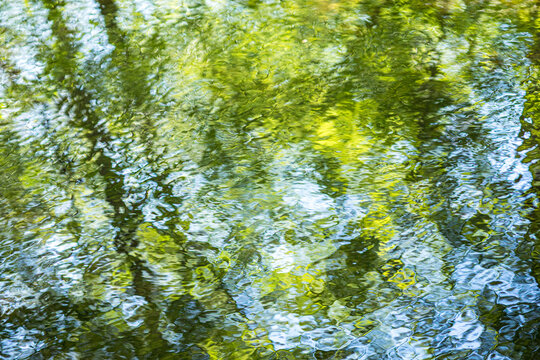 Spring green trees with water reflections 