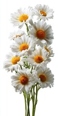 Fototapeta premium White Daisy Flowers with Yellow Centers on Green Stems Isolated on White