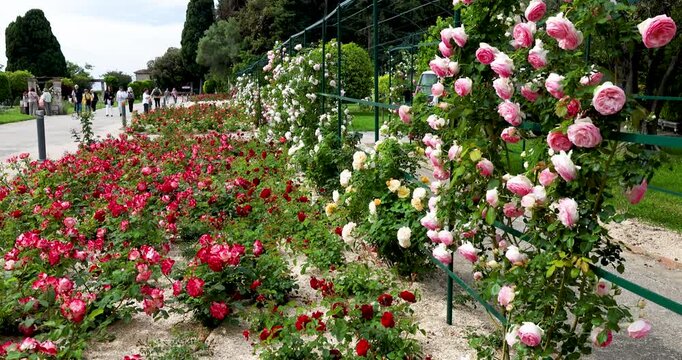 Blooming rose garden at Cimiez Monastery park in Nice with tourists on sunny path. Colorful pink and red rose bushes on metal trellis in French Riviera public garden. Traditional Mediterranean