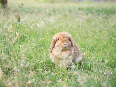 Adorable little brown holland lop rabbit sitting on vibrant green grass in a sunlit garden. Cute and fluffy bunny enjoying a warm spring morning, perfect for nature and pet concepts.