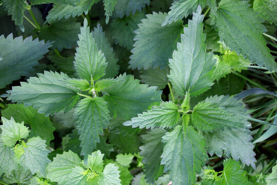 stinging nettle plants in the grass