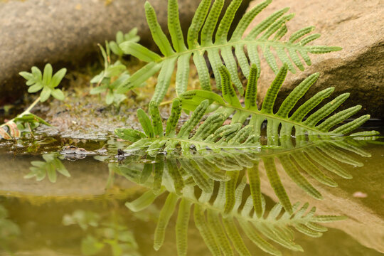 Close-up of the Polypodium vulgare fern with sporangia by the water