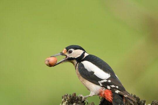 Close-up of a great spotted woodpecker with a hazelnut in its beak.