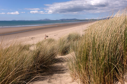 Sand dunes at Harlech beach, Morfa Harlech National Nature Reserve, Eryri National Park, Gwynedd, North Wales, UK.