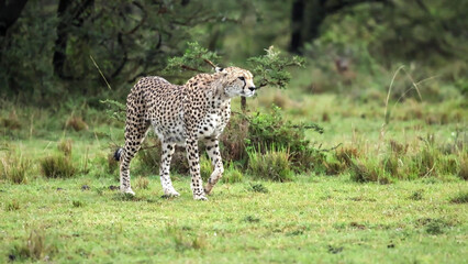 Cheetah Walking Through African Savanna Grassland During Overcast Conditions in East Africa © Banu