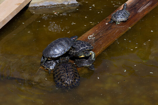 A group of red-eared slider turtles rests on a wooden bridge in a small artificial pond during a sunny day. Some reptiles bask while others swim nearby in murky water with food, creating a peaceful sc