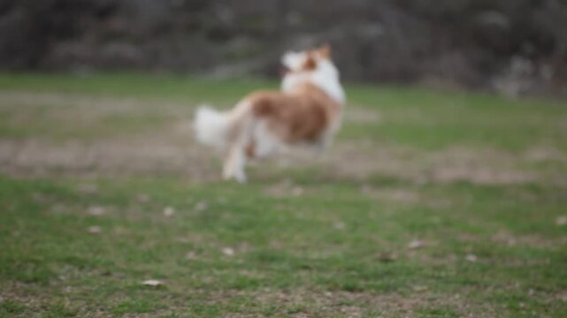 A Border Collie dog lies calmly on green grass outdoors. Relaxed posture and natural scenery create peaceful countryside atmosphere.