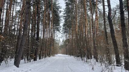 Fototapeta premium Snowy road through tall pine forest in winter morning with fresh snow