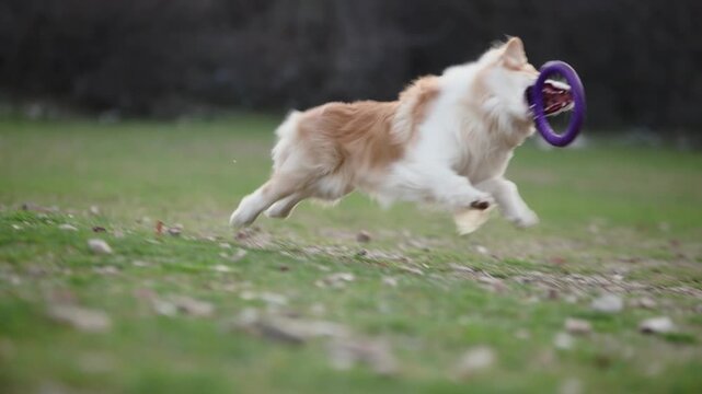 A Border Collie dog runs through a green meadow surrounded by nature. Dynamic movement and soft focus create cinematic outdoor atmosphere.