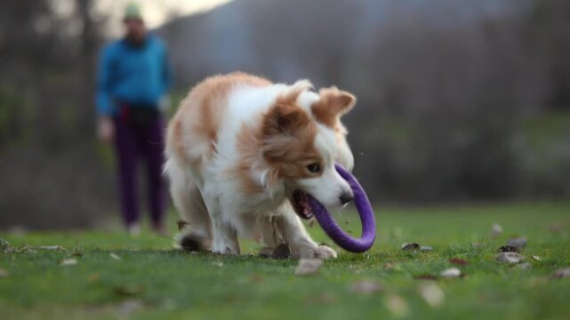 A Border Collie dog runs toward camera across a green meadow outdoors. Cinematic perspective and blurred foreground create energetic motion atmosphere.