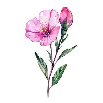 watercolor of Clarkia Flower vector, isolated on a white background.
