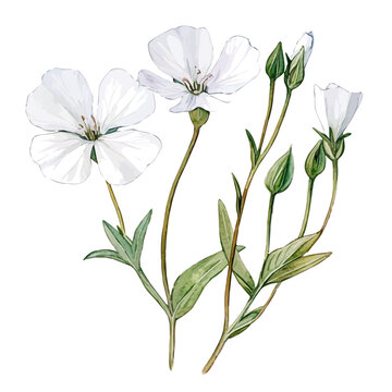 Cerastium Tomentosum Flower, watercolor vector painting, isolated on a white background.