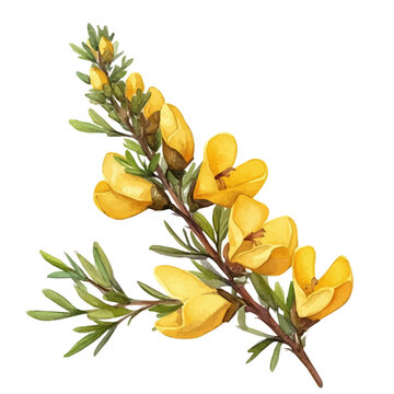 watercolor of Broom Flower vector, isolated on a white background.