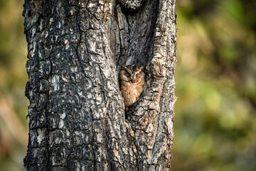 Fototapeta premium Indian Scops Owl Otus bakkamoena Roosting in Tree Crevice with Perfect Camouflage in Dry Deciduous Forest