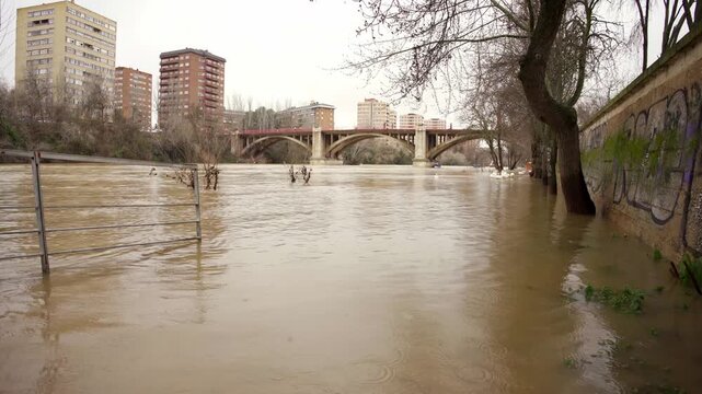 Geese swimming on flooded riverbank of Pisuerga River, Garcia Morato bridge in background, Spain.