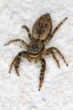 Gro&szlig;e Rindenspringspinne, Weibchen, eine der beeindruckendsten und gr&ouml;&szlig;ten Springspinnen in Mitteleuropa. Sie &uuml;berw&auml;ltigt ihre Beute im gezielten Sprung.