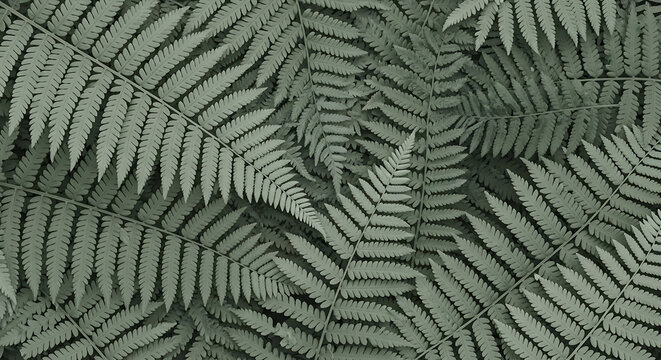 Green fern leaf pattern texture isolated on a transparent background