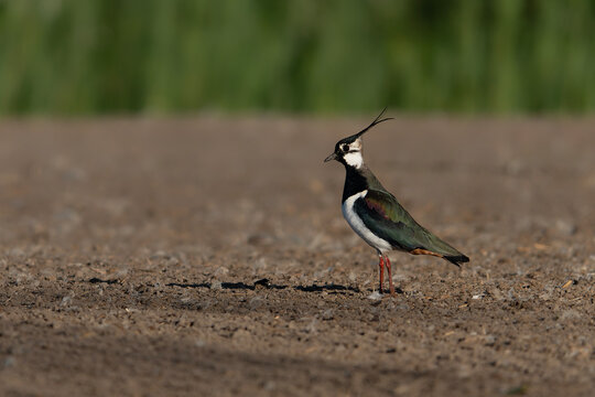 Northern Lapwing (Vanellus vanellus on a field. Gelderland in the Netherlands.                                                   