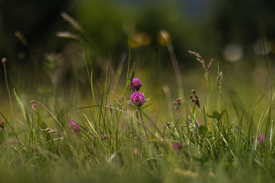 Wildblumenwiese im Sommerlicht &ndash; Makroaufnahme mit weichem Bokeh