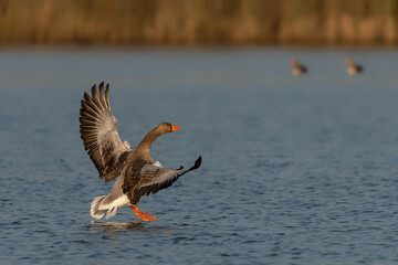 Greylag Goose (Anser anser) in flight. Landing on the water in the Netherlands. Wide spread wings.                     © Albert