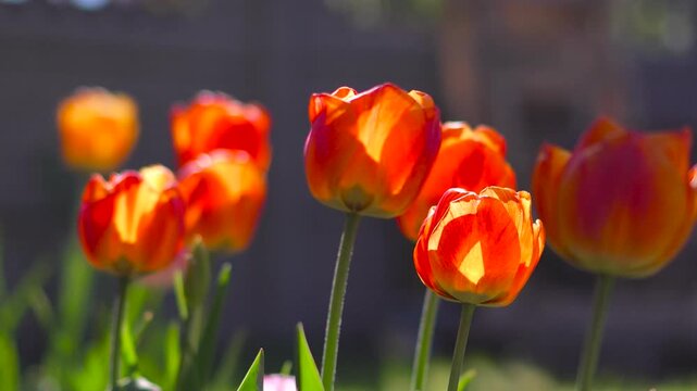 Tulips in the garden. Selective focus on red tulips in a home garden.